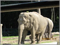 DPS Wi�ckowice - Wycieczka Zoo