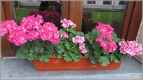 DPS Wi�ckowice